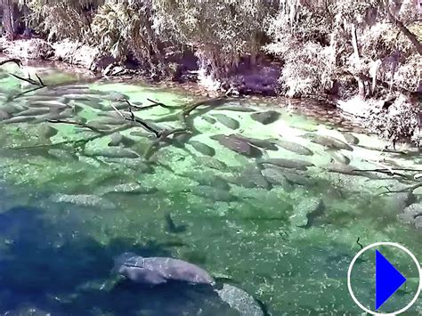 blue springs state park webcam|Webcams Show Manatees In Their Element 